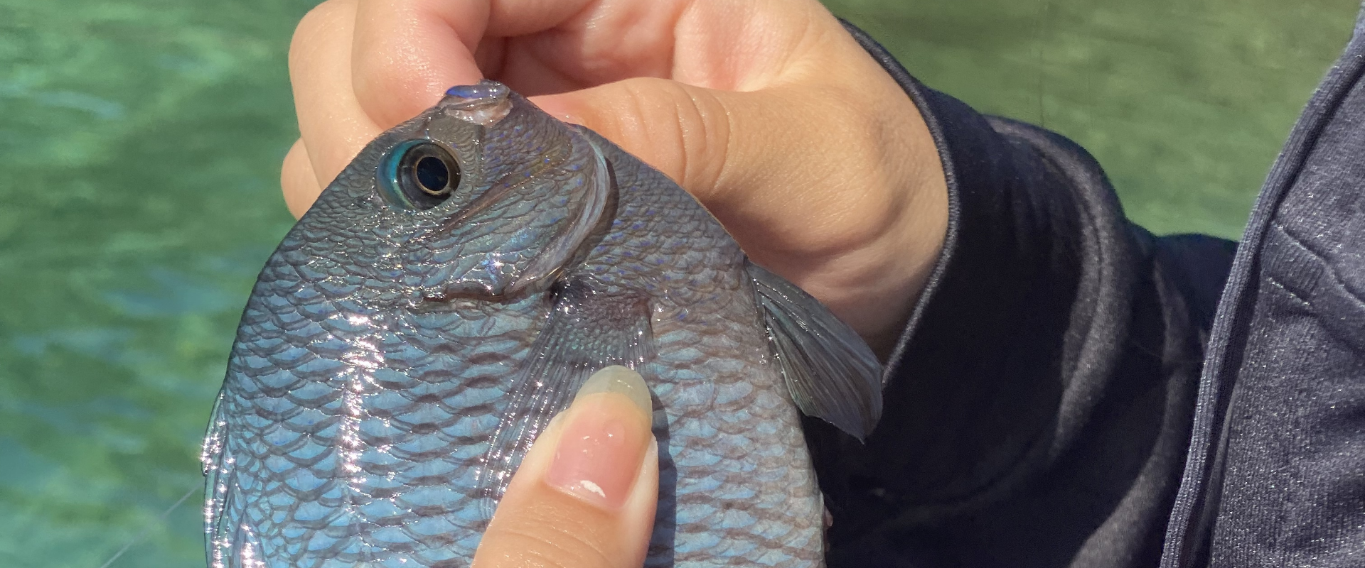 熱帯魚釣り